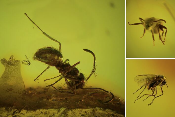 Detailed Fossil Ants (Formicidae) & Fly (Diptera) In Baltic Amber #90784